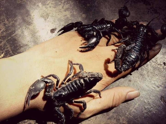 Rùng mình với bộ sưu tập 12 thú cưng "độc lạ" của 10x Khánh Hòa - 12 Rùng mình với bộ sưu tập 12 thú cưng "độc lạ" của 10x Khánh Hòa - 12