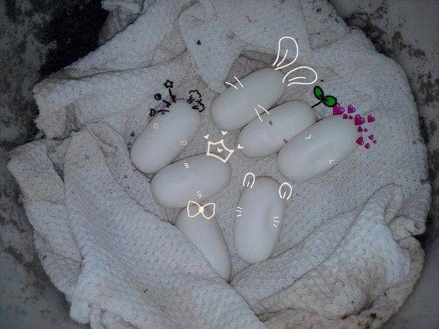 Rùng mình với bộ sưu tập 12 thú cưng "độc lạ" của 10x Khánh Hòa - 5
Tân còn mua trứng về tự xử lý ấp nở
