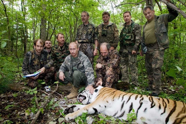 Truyền hình Pháp bị chỉ trích vì đưa tin sai lệch ông Putin đi săn hổ - 2 Ông Putin tới thăm khu bảo tồn Ussuri và ngồi cạnh con hổ bị bắn thuốc mê (Ảnh: RT)