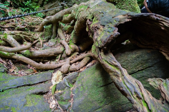 Các rễ cây trong rừng có hình thù kỳ quái