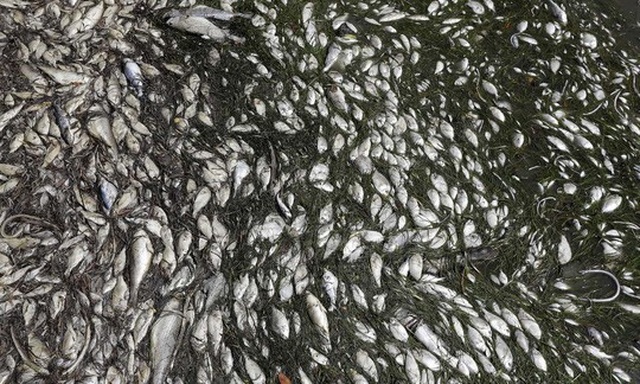 Mỹ: Thủy triều đỏ khiến 300 tấn cá phơi xác - 1
Một lượng lớn cá chết – ước tính khoảng 300 tấn - đang trôi dạt trên những bãi biển ở phía Tây Nam bang Florida – Mỹ do ảnh hưởng của thủy triều đỏ. Ảnh: AP