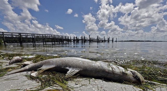 Mỹ: Thủy triều đỏ khiến 300 tấn cá phơi xác - 4
Cá chết ở bờ biển Florida do thủy triều đỏ. Ảnh: AP, EPA