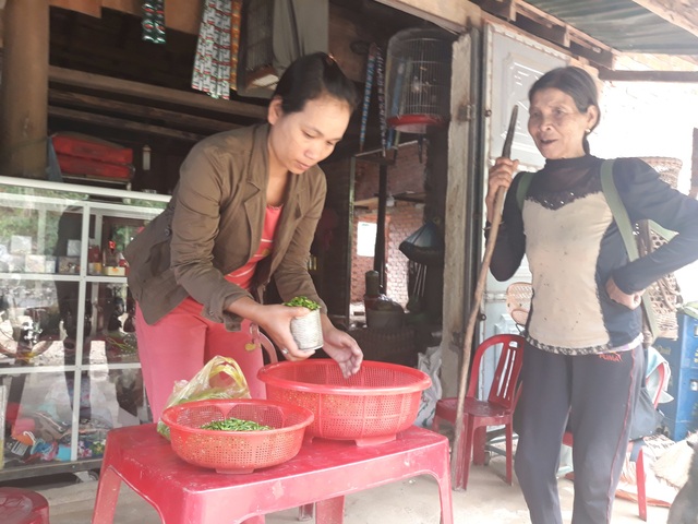 Quảng Ngãi: Kiếm tiền triệu từ đặc sản ớt xiêm rừng - 5 Ớt xiêm rừng đang là đặc sản của người miền xuôi nên có bao nhiêu cũng được thương lái thu mua hết