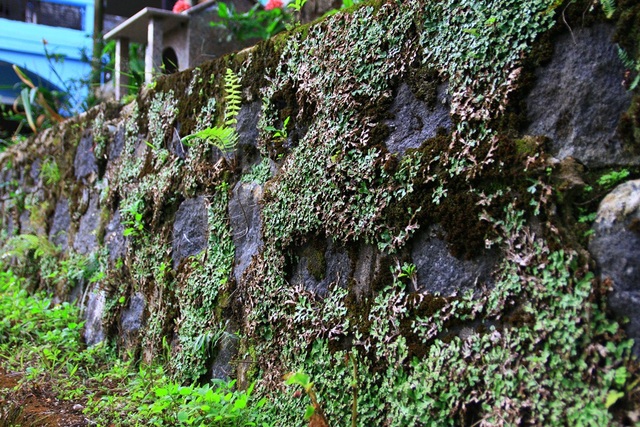 Bức tường đầy rêu