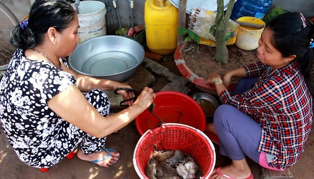 Về miền Tây mùa lũ, xem thợ săn chuột đồng “hốt bạc” - 12 Thời điểm mùa nước lũ thì thịt chuột đồng ăn thơm ngon, béo ngậy