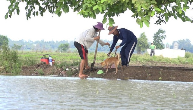 Về miền Tây mùa lũ, xem thợ săn chuột đồng “hốt bạc” - 5 Về miền Tây mùa lũ, xem thợ săn chuột đồng “hốt bạc” - 5