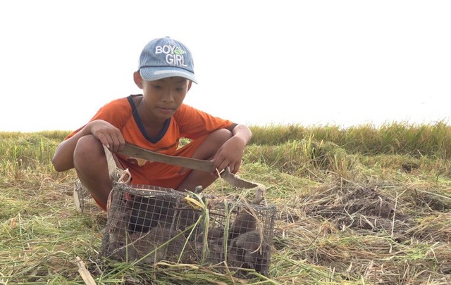 Về miền Tây mùa lũ, xem thợ săn chuột đồng “hốt bạc” - 7 Về miền Tây mùa lũ, xem thợ săn chuột đồng “hốt bạc” - 7