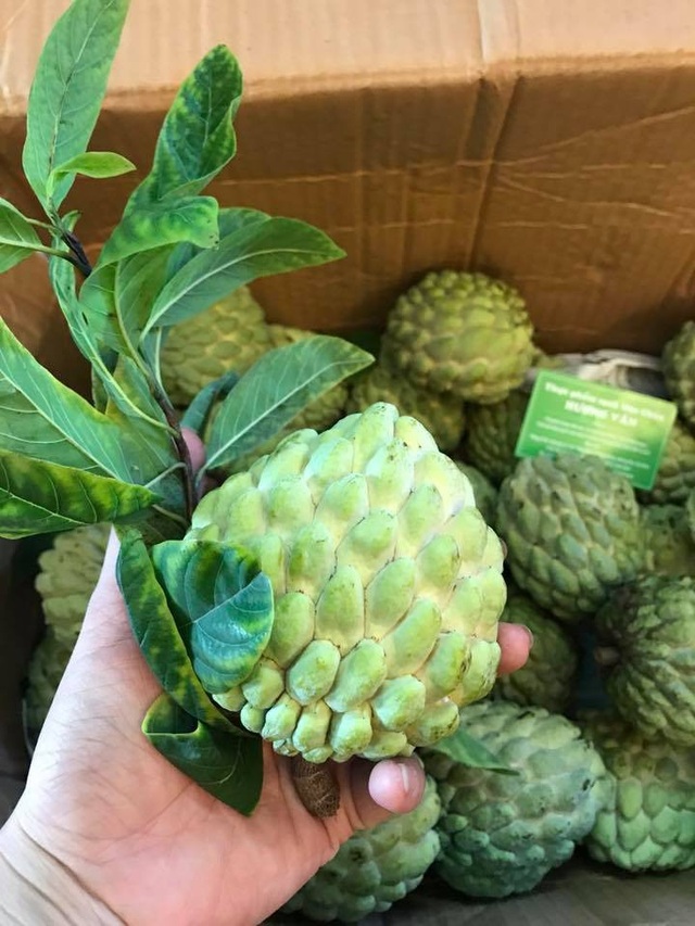 Na bở bỗng thành hàng hiếm, hoa lạ Trung Quốc 33 triệu đồng/bông tranh nhau mua - 2 Na bở hiện có giá bán cao gấp đôi so với na dai trên thị trường.