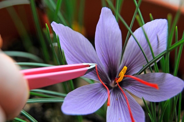 Khám phá tường tận về Saffron dưới góc nhìn chuyên gia - 2
Theo Bs Châu Quyên, chỉ nên coi Saffron là một thực phẩm giàu dinh dưỡng, tránh quan niệm chúng là thần dược có thể trị bách bệnh