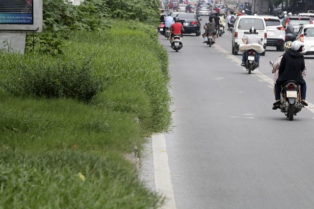 Hà Nội: Cây dại mọc như ở bãi hoang giữa phố Giảng Võ - 10 Hà Nội: Cây dại mọc như ở bãi hoang giữa phố Giảng Võ - 10