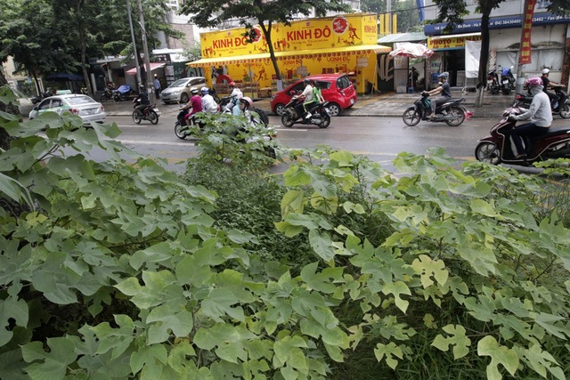 Hà Nội: Cây dại mọc như ở bãi hoang giữa phố Giảng Võ - 13 Hà Nội: Cây dại mọc như ở bãi hoang giữa phố Giảng Võ - 13