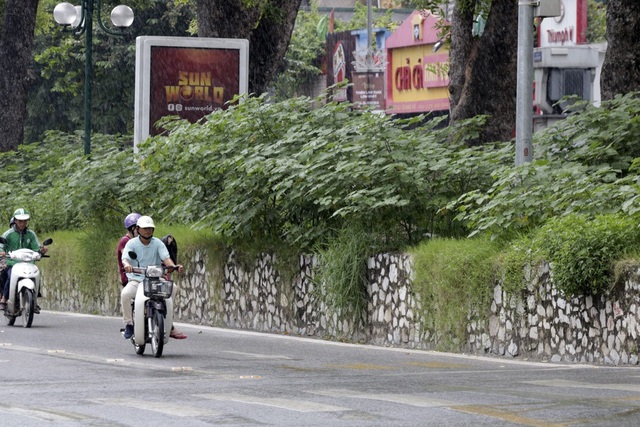 Hà Nội: Cây dại mọc như ở bãi hoang giữa phố Giảng Võ - 5
Dải phân cách cùng với cây dại che khuất tầm nhìn trên đường phố.