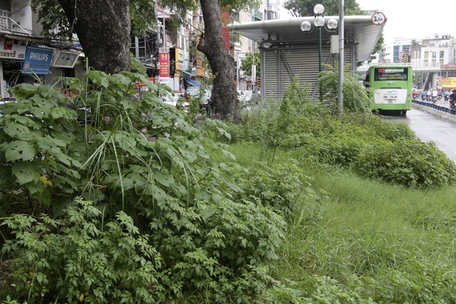 Hà Nội: Cây dại mọc như ở bãi hoang giữa phố Giảng Võ - 7
Cây cỏ dại mọc vây kín nhà chờ xe buýt BRT.