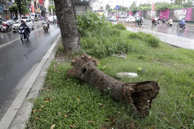 Hà Nội: Cây dại mọc như ở bãi hoang giữa phố Giảng Võ - 8 Hà Nội: Cây dại mọc như ở bãi hoang giữa phố Giảng Võ - 8