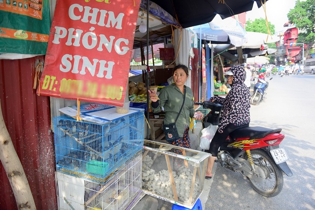 Nhộn nhịp chợ chim, cá phóng sinh dịp rằm tháng 7 - 7
Lý do giá chim phóng sinh cao hơn những năm trước là do năm nay mưa nhiều, khó bắt chim.