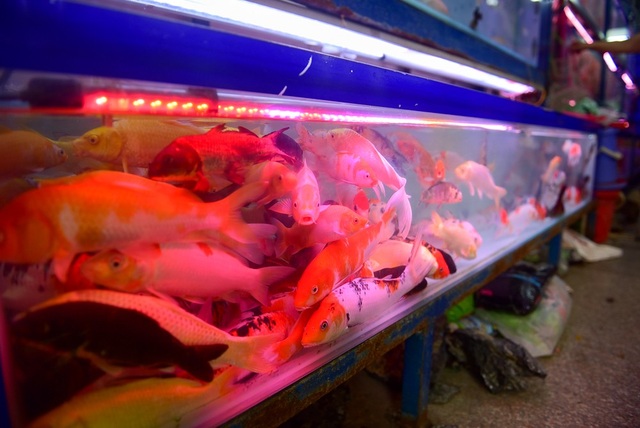 
Ngoài thị trường chim, cá cũng được các cửa hàng bán để phục vụ cho dịp lễ phóng sinh rằm tháng 7.
