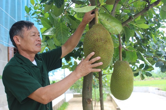 Hạnh phúc ngọt ngào của người cựu binh sau 40 năm bám rừng, khai hoang - 3 Hàng trăm gốc mít và nhiều loại hoa quả cho ông thu nhập đều đặn theo mùa