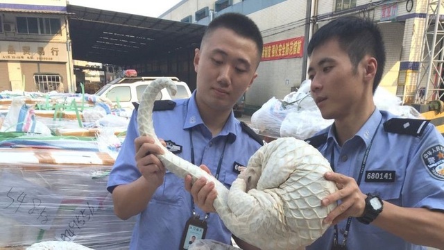 Tê tê vàng cần được bảo vệ hơn nữa - Ảnh 2. Tê tê vàng cần được bảo vệ hơn nữa - Ảnh 2.