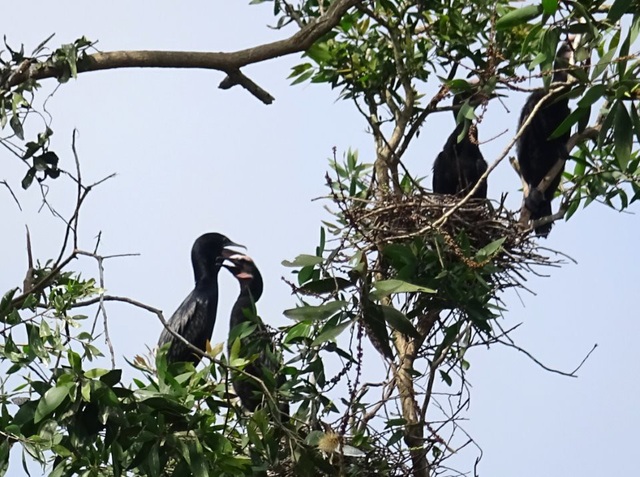 Một ngày lênh đênh Tràm Chim, ngắm chim, mò cua bắt cá - 4 Một ngày lênh đênh Tràm Chim, ngắm chim, mò cua bắt cá - 4