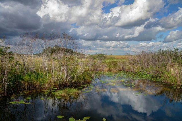 Loài siêu trăn trỗi dậy đe dọa môi trường sống con người ở Florida - 3
Số lượng trăn Miến Điện ở Florida vẫn chưa có dấu hiệu suy giảm.