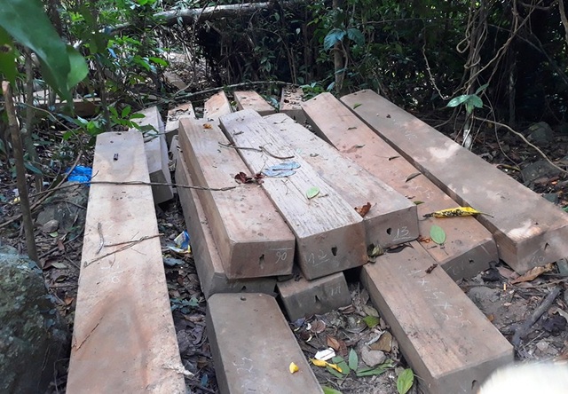 Kiểm điểm cán bộ, lãnh đạo để lâm tặc đốn hạ 23 cây dổi lâu năm - 3 Gỗ được xẻ thành hộp đang được tập kết vận chuyển ra khỏi rừng thì bị người dân phát hiện báo cho cơ quan chức năng.