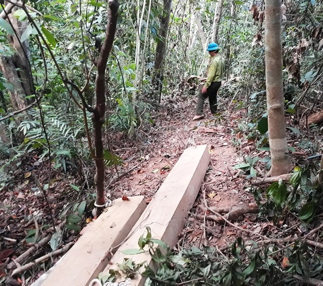 Hàng loạt cán bộ sẽ bị xử lý vì để 23 “cụ” dổi bị triệt hạ - 2 Vụ phá rừng xảy ra trong thời gian dài nhưng lực lượng kiểm lâm không hay?