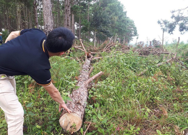 Đình chỉ một Phó Chủ tịch xã vì liên quan chuyện phá rừng - 3 Hàng trăm lóng gỗ thông được gom thành từng đống để ngổn ngang trong rừng