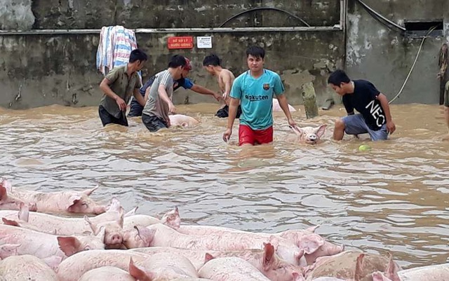 Nước nhấn chìm trang trại, hàng nghìn con lợn bơi trong dòng lũ - 3 Huy động hơn 100 người giải cứu đàn lợn khỏi nước lũ