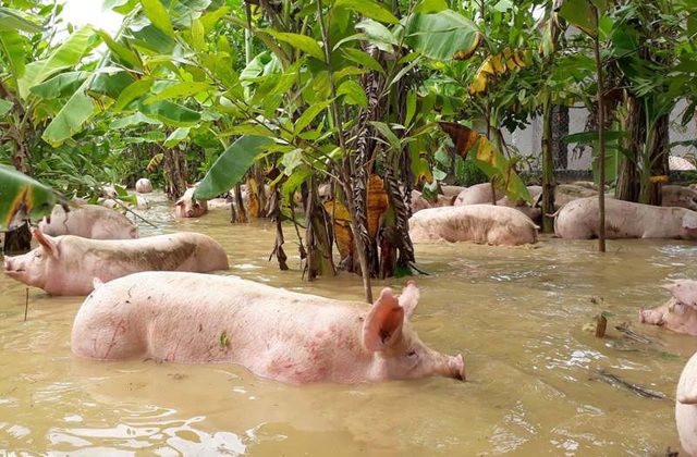 Thanh Hóa: 13 người chết, mất tích do mưa lũ - 3 Hàng chục nghìn con gia súc, gia cầm bị lũ cuốn trôi