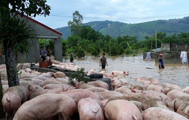 Nước nhấn chìm trang trại, hàng nghìn con lợn bơi trong dòng lũ - 5 Đã có hàng chục con lợn bị chết và nhiều con khác bị nước cuốn trôi