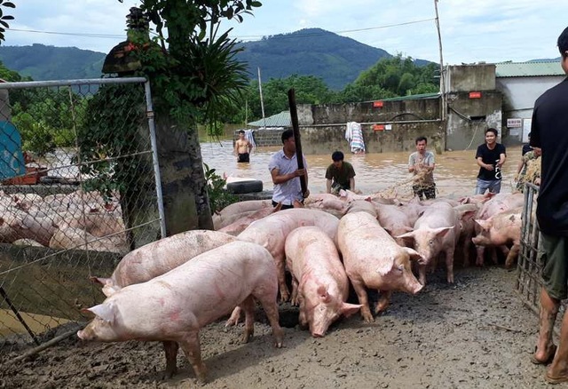 Nước nhấn chìm trang trại, hàng nghìn con lợn bơi trong dòng lũ - 6 Đàn lợn đã được di chuyển đến nơi an toàn