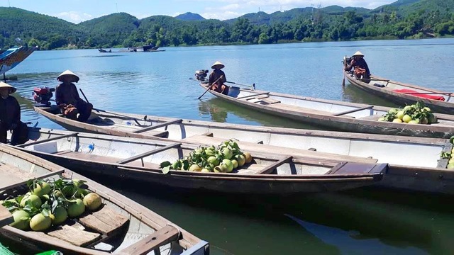Độc đáo lễ cung tiến bưởi thanh trà vào Hoàng cung Huế - 5 Nhiều trái thanh trà được lựa chọn kỹ càng