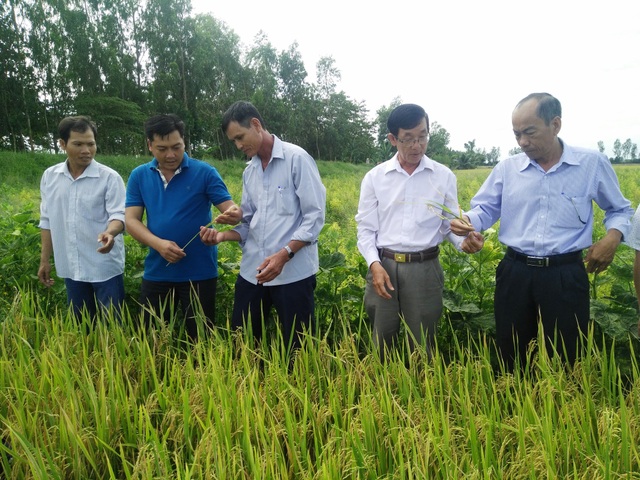 An Giang: Phát triển nông nghiệp công nghệ cao… thuận lợi và thách thức - 3
Chính những bước tiến trong việc phát triển nền nông nghiệp ứng dụng công nghệ cao đã giúp nông dân giảm chi phí, tăng lợi nhuận.