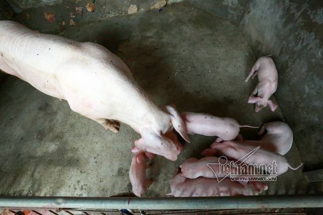 Vợ chồng ông chủ ngày ngày chèo thuyền thăm 100 con lợn đi lánh lũ - 5 Vợ chồng ông chủ ngày ngày chèo thuyền thăm 100 con lợn đi lánh lũ - 5