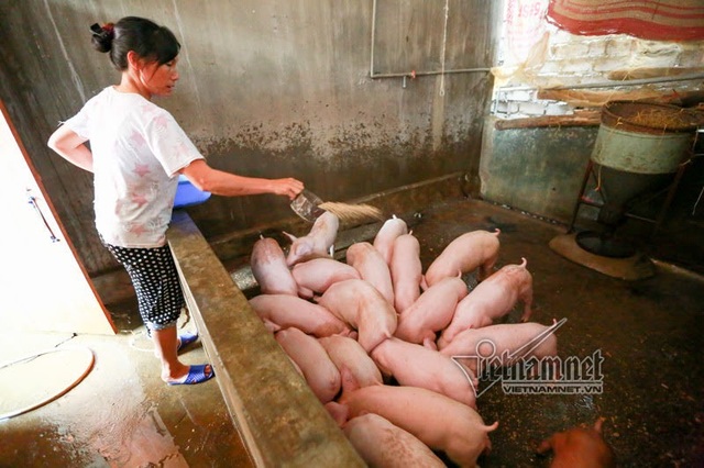 Vợ chồng ông chủ ngày ngày chèo thuyền thăm 100 con lợn đi lánh lũ - 8 Vợ chồng ông chủ ngày ngày chèo thuyền thăm 100 con lợn đi lánh lũ - 8