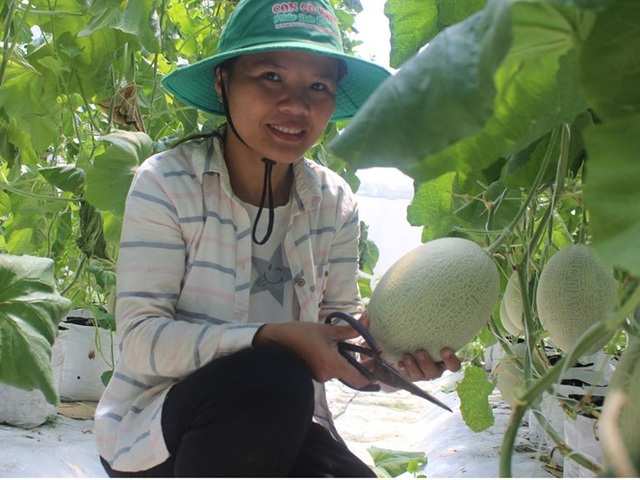 “Con đường đại học” không phải là duy nhất? - 1
Nữ giảng viên thành công với mô hình trồng dưa lưới