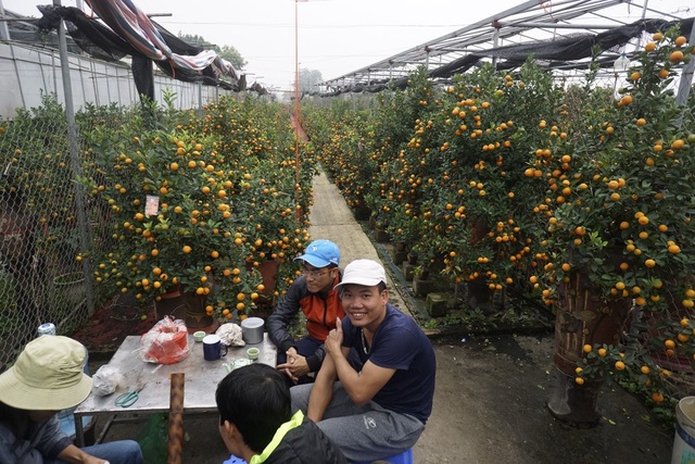 Đất Tứ Liên tràn ngập nhà giàn trồng quất bon sai - 9
Quất bon sai cho thu nhập cao nhưng cũng đòi hỏi người trồng tốn công chăm sóc hơn nhiều so với quất trồng thông thường. Giá quất bon sai cũng vô cùng đa dạng, một lọ nhỏ chỉ vài trăm nghìn đồng cho đến những lọ uốn thế cầu kỳ giá tăng lên vài triệu, thậm chí vài chục triệu đồng.