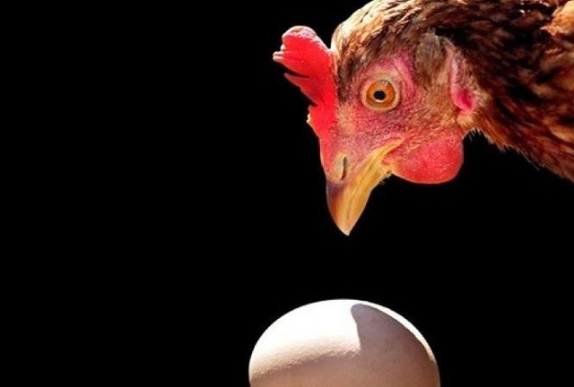 Vật lý học trả lời câu hỏi: Con gà hay quả trứng có trước? - 1 Vật lý học trả lời câu hỏi: Con gà hay quả trứng có trước? - 1