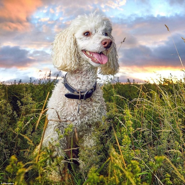 Lộ diện những bức ảnh đẹp nhất trong cuộc thi ảnh Instagram của châu Âu - 13 Một chú chó poodle ở vùng ngoại ô gần Newcastle