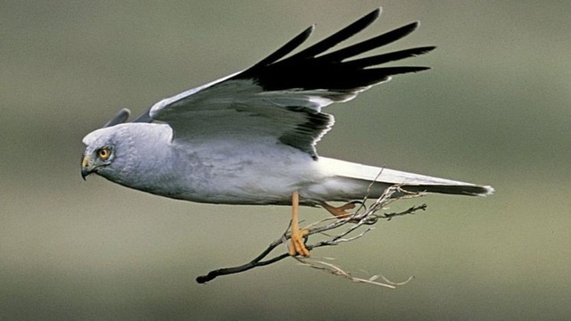 Sự biến mất bí ẩn của cá thể chim quý hiếm - 3
Theo RSPB, chim ó xanh là một trong những loài chim săn mồi bị ngược đãi nhất ở Anh - Ảnh của Andy Hay/RSPB Images.