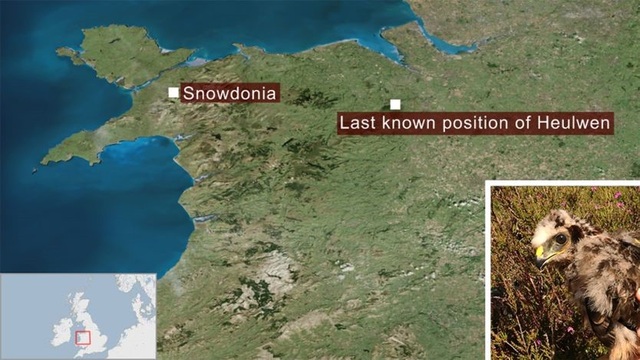 Sự biến mất bí ẩn của cá thể chim quý hiếm - 2
Heulwen đã bay từ Gwynedd, qua Snowdonia, hướng tới Wrexham.