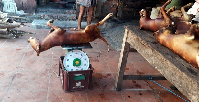 Tai nạn nghề nghiệp khiến chủ lò mổ chó "xanh mặt" - 4 Chó được làm sạch chờ khách đến lấy. Ảnh: Ngọc Trang
