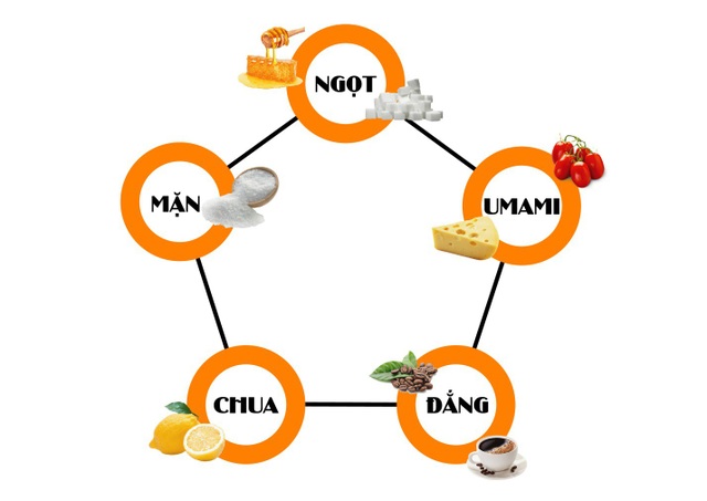 Umami và hành trình ghi danh vào nền ẩm thực nhân loại - 1 Bên cạnh 4 vị mà chúng ta đã biết, vị cơ bản thứ năm chính là vị umami