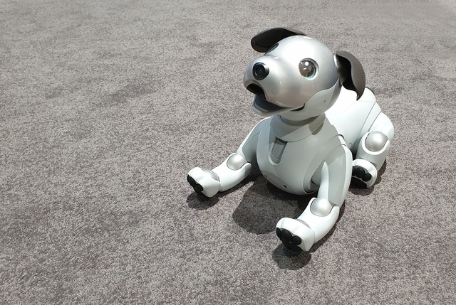 Chú chó robot AIBO "hồi sinh" hút khách xem tại triển lãm IFA 2018 - 1 Chú chó robot AIBO "hồi sinh" hút khách xem tại triển lãm IFA 2018 - 1