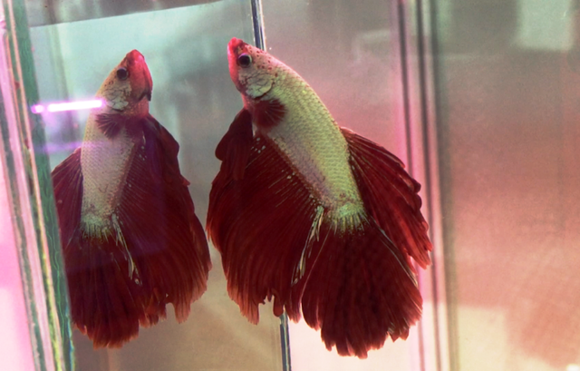 Betta Fish Wallpapers  Top Những Hình Ảnh Đẹp