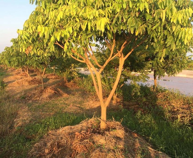 'Bể cá thần' 10 tỷ của anh nông dân Hưng Yên - 6
Phân cá được thu gom lại, tận dụng làm nguồn dinh dưỡng hữu cơ sạch để bón cho cây ăn quả.
