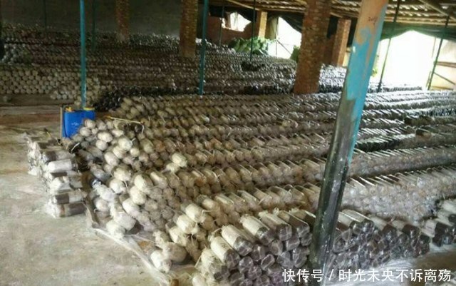 Loài mọc hoang ở vùng quê nhưng giá gần 7 triệu đồng/kg - 4
Giá của loại nấm này là 2.000 NDT/kg (6,7 triệu VND)
