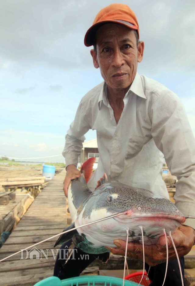 Cần Thơ: Dân huấn luyện cho cá lóc bay qua vòng lửa - 5 Ông Lý Văn Bon nuôi các loại cá độc, lạ phục vụ khách du lịch