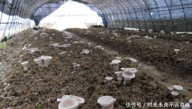 Loài mọc hoang ở vùng quê nhưng giá gần 7 triệu đồng/kg - 1
Nấm Sữa Hổ - loài nấm mọc hoang có giá trị kinh tế khá cao
