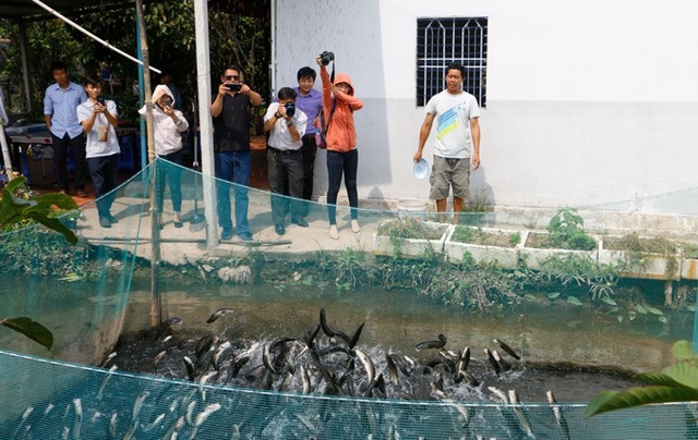 Cần Thơ: Dân huấn luyện cho cá lóc bay qua vòng lửa - 1 Cần Thơ: Dân huấn luyện cho cá lóc bay qua vòng lửa - 1